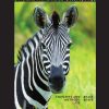 Understandable Statistics: Concepts And Methods (AP Edition) Charles Henry Brase - eBook PDF